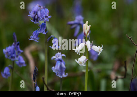 Aberystwyth, Wales, UK. 25. April 2014. Eine seltene britische weiße Glockenblume wächst unter Tausenden von gemeinsamen blaue Varietät auf einer Lichtung beim Holzfällen während der Winterstürme in Aberystwyth erstellt. Die spanische weiße Glockenblume ist durchaus üblich und bedrohen die Zukunft der britischen Bluebell, wie sie im ganzen Land zu verbreiten. Sie unterscheiden sich durch ihr breites Blatt im Vergleich zu der schmalen Blatt des britischen Bluebell und einheimischen weißen Glockenblumen sind besonders selten. Bildnachweis: Jon Freeman/Alamy Live-Nachrichten Stockfoto