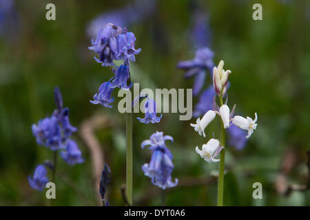 Aberystwyth, Wales, UK. 25. April 2014. Eine seltene britische weiße Glockenblume wächst unter Tausenden von gemeinsamen blaue Varietät auf einer Lichtung beim Holzfällen während der Winterstürme in Aberystwyth erstellt. Die spanische weiße Glockenblume ist durchaus üblich und bedrohen die Zukunft der britischen Bluebell, wie sie im ganzen Land zu verbreiten. Sie unterscheiden sich durch ihr breites Blatt im Vergleich zu der schmalen Blatt des britischen Bluebell und einheimischen weißen Glockenblumen sind besonders selten. Bildnachweis: Jon Freeman/Alamy Live-Nachrichten Stockfoto