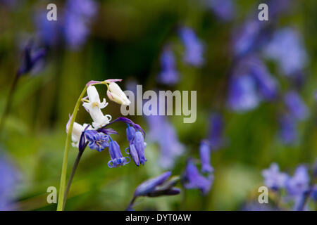 Aberystwyth, Wales, UK. 25. April 2014. Eine seltene britische weiße Glockenblume wächst unter Tausenden von gemeinsamen blaue Varietät auf einer Lichtung beim Holzfällen während der Winterstürme in Aberystwyth erstellt. Die spanische weiße Glockenblume ist durchaus üblich und bedrohen die Zukunft der britischen Bluebell, wie sie im ganzen Land zu verbreiten. Sie unterscheiden sich durch ihr breites Blatt im Vergleich zu der schmalen Blatt des britischen Bluebell und einheimischen weißen Glockenblumen sind besonders selten. Bildnachweis: Jon Freeman/Alamy Live-Nachrichten Stockfoto