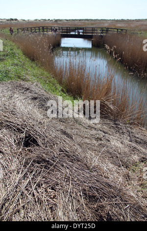 Brücke, Walberswick, Suffolk, Gezeiten Dunwich-Fluss, Röhrichten Verdrehungen, beschädigt Sturm Schilf Dezember 2013 Storm Surge Vordergrund Stockfoto