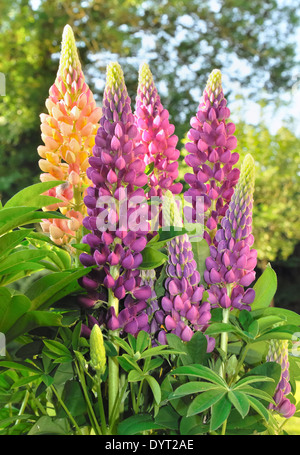 schöne bunte Lupinen in einem Garten Stockfoto