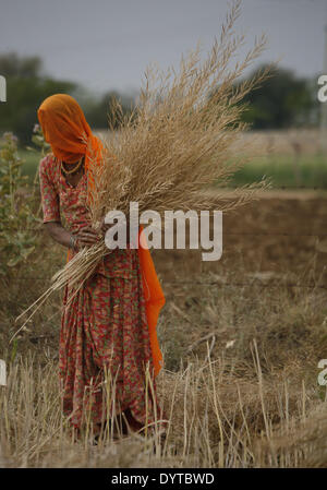 Eine Frau Havest Raps auf ein Feld in der Rasjasthan Provinz Stockfoto