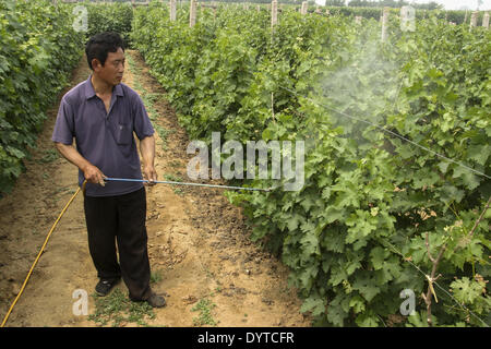 Ein Arbeiter neigt Weinberg des Huaxia Weingut Company Ltd Stockfoto