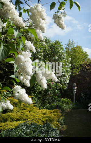 Weiße Flieder Syringa Vulgaris fotografiert "Mme Lemoine" mit Juniperus X pfitzeriana "Aurea" im Mai auf Wickham Ort Hof Stockfoto