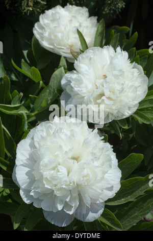 Weiße, Paeonia Officinalis 'Alba Plena', Pfingstrose, fotografiert im Mai in Wickham Ort Farm, Witham, Essex, UK Stockfoto