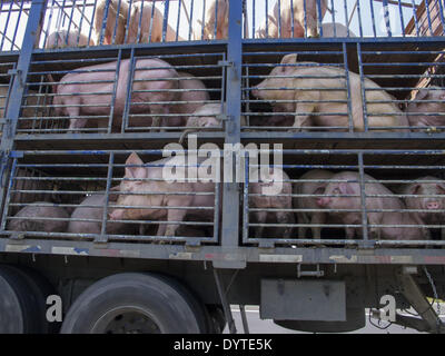 Ein LKW Transport lebendes Schwein auf einer Autobahn am Stadtrand von Shanghai Stockfoto