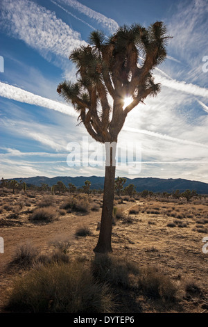 Abendsonne durch einen Joshua Baum an der Joshua Tree Nationalpark Kalifornien USA Stockfoto