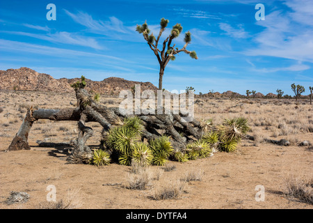 Joshua Tree Nationalpark, Kalifornien, ein Sturm beschädigt gefallenen Joshua Tree liegt auf dem Wüstenboden bei tief stehender Sonne gebrochen Stockfoto