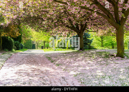 Ein Teppich aus Frühjahr blühen im Arboretum Park Nottingham Stadt Nottinghamshire England UK Stockfoto