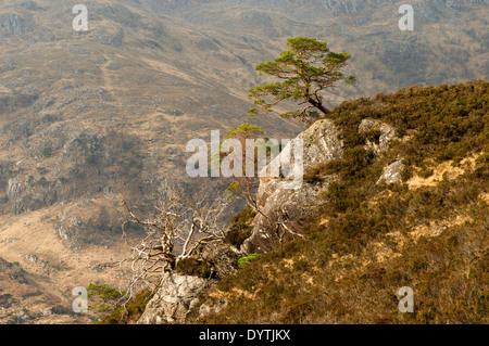 CALEDONIAN KIEFERN AUF EINEM ROCK GESICHT KINLOCH HOURN WESTKÜSTE HOCHLAND SCHOTTLAND Stockfoto