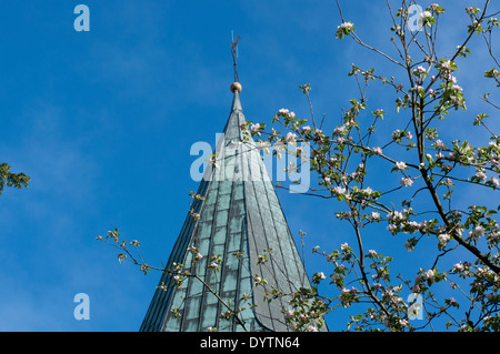 Apple tree blossoms vor Kirchturm an einem sonnigen Tag mit blauen Himmel in Crossen, Niedersachsen, Deutschland. Stockfoto