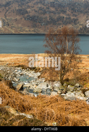 GEBIRGSBACH DER SCHNEE ZU SCHMELZEN, WASSER UND EINE BIRKE IM FRÜHEN FRÜHLING KINLOCH HOURN WESTKÜSTE SCHOTTLANDS HIGHLAND Stockfoto