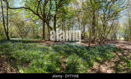 Bluebell Woods Borde Hill Garden in der Nähe von Haywards Heath, West Sussex, England, UK Stockfoto