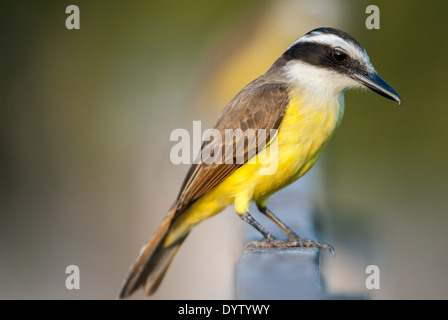 Große Kiskadee, Pitangus Sulphuratus, Stockfoto