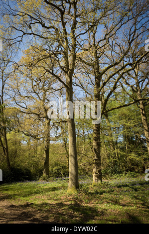 Wälder im Borde Hill Garden in der Nähe von Haywards Heath, West Sussex, UK Stockfoto