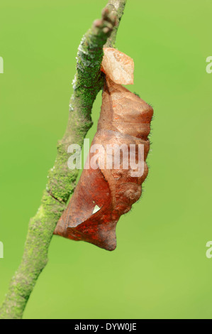 Eule Schmetterling, blass oder Riesen Eule (Caligo Memnon), Puppe Stockfoto