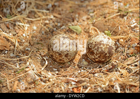 Gefleckte Thick-knee, Spotted Dikkop oder Kap Thick-knee (Burhinus Capensis), Eiern im nest Stockfoto