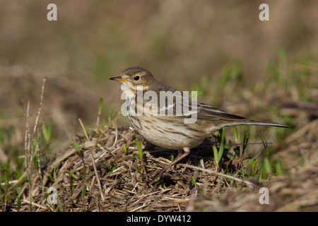 Amerikanische Buff-bellied Pieper (Anthus Rubescens) Stockfoto