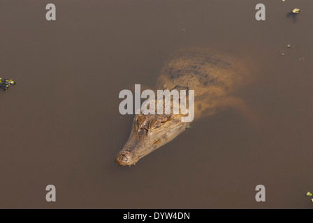 Brillentragende Kaiman (Caiman Crocodilus) in einem Amazonas-Nebenfluss in der Nähe von Manaus, Brasilien. Stockfoto