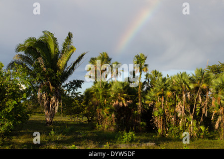 Regenbogen über Palmen am krummen Baum, Belize Stockfoto