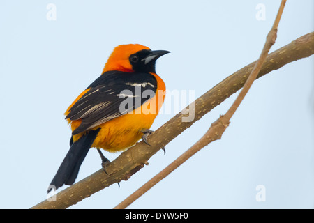 männliche mit Kapuze Oriole (Ikterus Cucullatus) Stockfoto