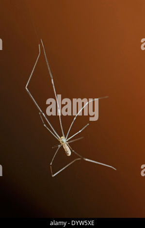 Daddy Long-Legs Spider, Keller Spider, vibrierende Spider oder Schädel-Spinne (Pholcus Phalangioides) Stockfoto