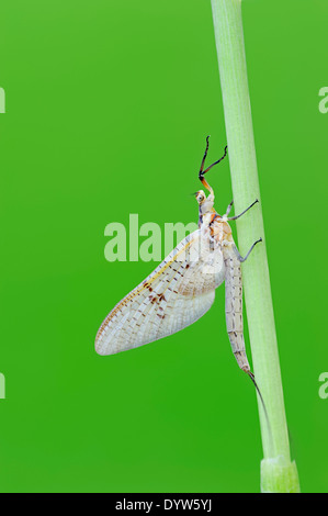 Green Drake Eintagsfliege (Ephemera Danica), North Rhine-Westphalia, Deutschland Stockfoto