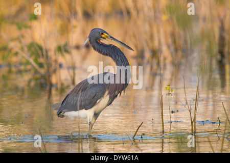 Dreifarbigen Heron (Egretta Tricolor) Stockfoto