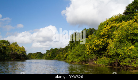 Monkey River, krummen Baum, Belize Stockfoto