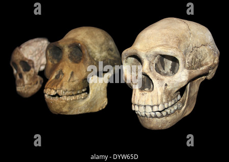 Menschlichen Evolution von links nach rechts: Taung Kind Australopithecus Africanus, Australopithecus Afarensis, Homo Erectus Stockfoto