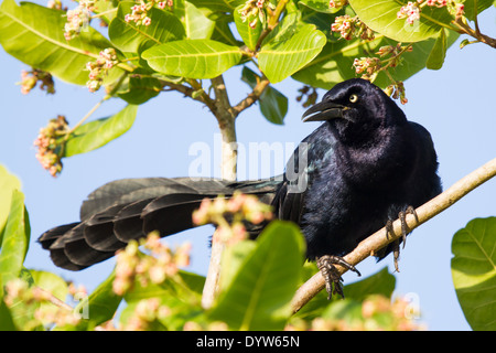 Groß-tailed Grackle (Quiscalus Mexicanus) Stockfoto