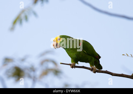 Unter der Leitung von gelb Papageien (Amazona Oratrix) Stockfoto