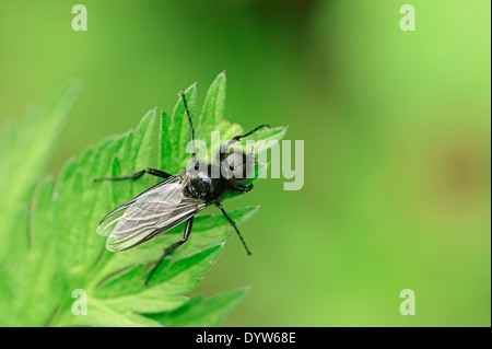 St.-Markus Fly (Bibio Marci), Männlich, North Rhine-Westphalia, Deutschland Stockfoto