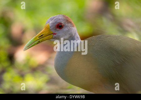 Grau-necked Holz-Schiene (Aramide Cajanea) Stockfoto