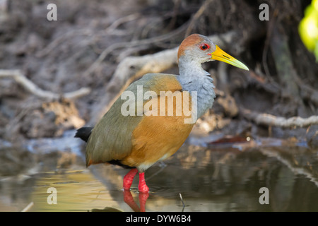 Grau-necked Holz-Schiene (Aramide Cajanea) Stockfoto