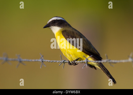 Soziale Flycatcher (Myiozetetes Similis) thront auf einem Stacheldrahtzaun Stockfoto