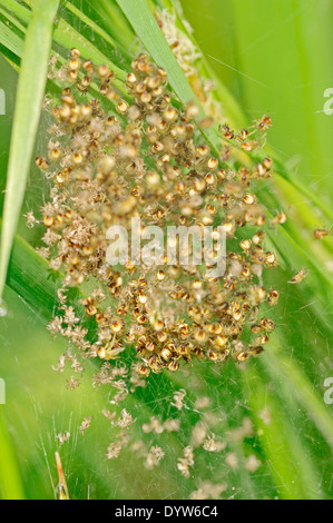 Vier vor Ort Orb Weaver oder Fourspotted Orbweaver (Araneus Quadratus), Youngs in Web, North Rhine-Westphalia, Deutschland Stockfoto