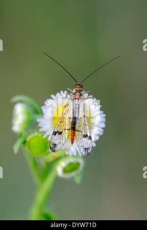 Gemeinsame Scorpionfly oder Scorpion Fly (Panoropa Communis), Weiblich, North Rhine-Westphalia, Deutschland Stockfoto