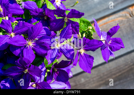 Jackman Clematis Blumen blühen im Sommergarten. selektiven Fokus Stockfoto