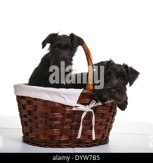 Zwei schwarze Zwergschnauzer Welpen. Stockfoto