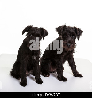 Zwei schwarze Zwergschnauzer Welpen. Stockfoto