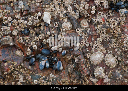 Sammlung von Muscheln und Krebstiere auf Felsen Stockfoto