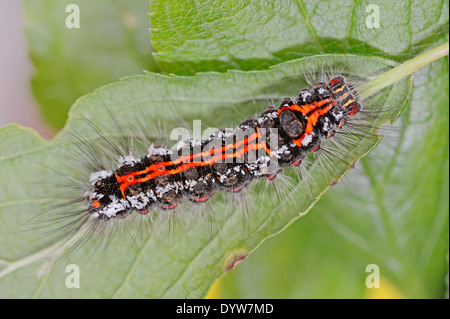 Gelb-Tail Motte, Goldtail Motte oder Swan Moth (Euproctis Similis), Raupe, North Rhine-Westphalia, Deutschland Stockfoto