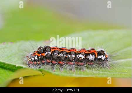 Gelb-Tail Motte, Goldtail Motte oder Swan Moth (Euproctis Similis), Raupe, North Rhine-Westphalia, Deutschland Stockfoto