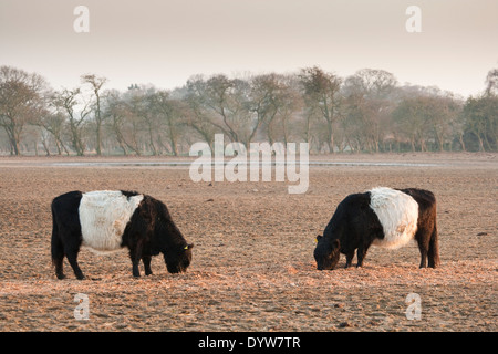 Belted Galloway Rinder in einem Feld Stockfoto