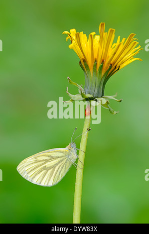 Grün-veined weiß (Pieris Napi), North Rhine-Westphalia, Deutschland Stockfoto