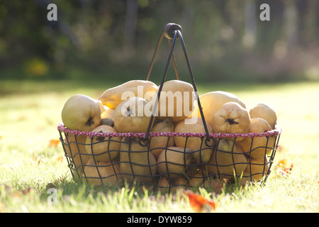 Quitten-Früchte in einem Korb, Cydonia oblonga Stockfoto