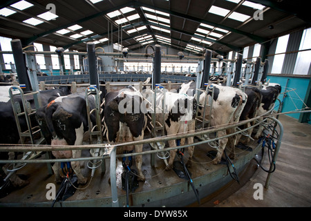 Holstein Dairy Kühe gemolken in eine rotierende Melkstand auf einer Farm in Shropshire, England, UK Stockfoto