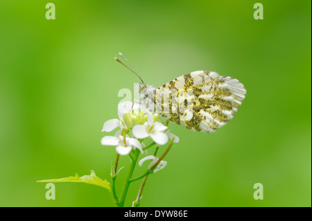 Orange Tipp (Anthocharis Cardamines), Weibchen auf Knoblauchsrauke (Alliaria Petiolata), North Rhine-Westphalia, Deutschland Stockfoto