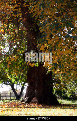 Einen Garten Rechen lehnte an einem Baum im Herbst Stockfoto